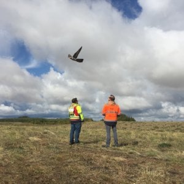 Ecco il drone-falco che caccia gli uccelli dalle aree a rischio